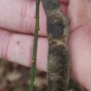 Cytisus scoparius (L.) LinkCytisus scoparius (L.) Link