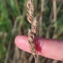 Dactylis glomerata LDactylis glomerata L