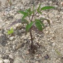 Bidens frondosa L.Bidens frondosa L.