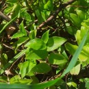 Tradescantia fluminensis VellosoTradescantia fluminensis Velloso