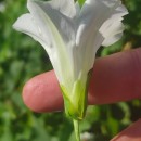 Calystegia sepium (L.) R. Br.Calystegia sepium (L.) R. Br.