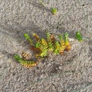 Honckenya peploides (L.) Ehrh.Honckenya peploides (L.) Ehrh.