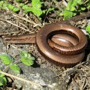 Anguis fragilis Linnaeus, 1758Anguis fragilis Linnaeus, 1758