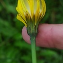 Hypochaeris radicata L.Hypochaeris radicata L.