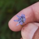 Jasione montana L.Jasione montana L.