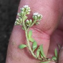 Corrigiola litoralis L.Corrigiola litoralis L.