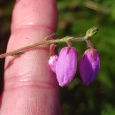Daboecia cantabrica (Huds.) C. KochDaboecia cantabrica (Huds.) C. Koch