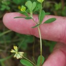 Trifolium dubium Sibth.Trifolium dubium Sibth.