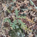 Quercus pyrenaica Willd.Quercus pyrenaica Willd.