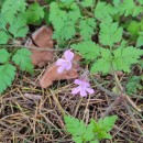 Geranium robertianum L.Geranium robertianum L.