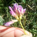 Trifolium alpinum L.Trifolium alpinum L.
