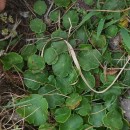 Hydrocotyle vulgaris L.Hydrocotyle vulgaris L.