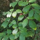 Sambucus nigra L.Sambucus nigra L.