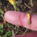 Crepis capillaris (L.) Wallr.Crepis capillaris (L.) Wallr.