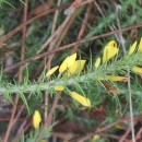 Ulex gallii Panch. subsp. breoganii (Castrov. & Valdés Berm.) Rivas Mart., T.E. Díaz, Fern. Prieto, Loidi & PenasUlex gallii Panch. subsp. breoganii (Castrov. & Valdés Berm.) Rivas Mart., T.E. Díaz, Fern. Prieto, Loidi & Penas