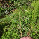 Deschampsia cespitosa (L.) P.Beauv.Deschampsia cespitosa (L.) P.Beauv.