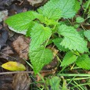 Urtica dioica L.Urtica dioica L.