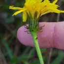 Picris hieracioides L.Picris hieracioides L.