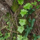 Bryonia dioica Jacq.Bryonia dioica Jacq.
