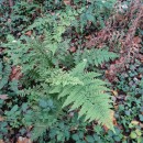 Dryopteris guanchica Gibby & JermyDryopteris guanchica Gibby & Jermy