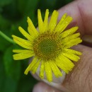 Pulicaria dysenterica (L.) Bernh.Pulicaria dysenterica (L.) Bernh.