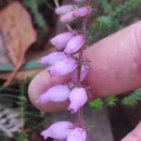 Erica ciliaris L.Erica ciliaris L.