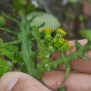 Senecio vulgaris L.Senecio vulgaris L.