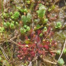 Drosera intermedia HayneDrosera intermedia Hayne
