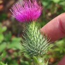 Cirsium vulgare (Savi) Ten.Cirsium vulgare (Savi) Ten.