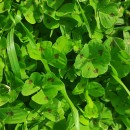 Medicago arabica (L.) Huds.Medicago arabica (L.) Huds.