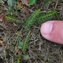 Trocdaris verticillatum (L.) Raf.Trocdaris verticillatum (L.) Raf.