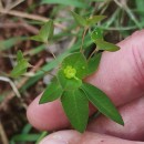 Euphorbia angulata Jacq.Euphorbia angulata Jacq.