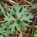 Ranunculus bulbosus  L.Ranunculus bulbosus  L.