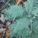 Acacia dealbata LinkAcacia dealbata Link