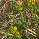 Ulex gallii Panch. subsp. breoganii (Castrov. & Valdés Berm.) Rivas Mart., T.E. Díaz, Fern. Prieto, Loidi & PenasUlex gallii Panch. subsp. breoganii (Castrov. & Valdés Berm.) Rivas Mart., T.E. Díaz, Fern. Prieto, Loidi & Penas