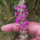 Lythrum salicaria L.Lythrum salicaria L.