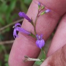 Lobelia urens L.Lobelia urens L.
