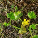 Ranunculus muricatus L.Ranunculus muricatus L.