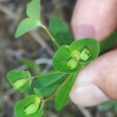 Euphorbia angulata Jacq.Euphorbia angulata Jacq.