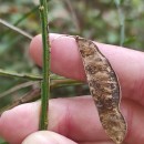 Cytisus scoparius (L.) LinkCytisus scoparius (L.) Link