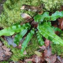 Asplenium scolopendrium L.Asplenium scolopendrium L.