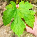 Vitis vinifera L.Vitis vinifera L.