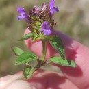 Prunella vulgaris L.Prunella vulgaris L.