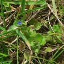 Veronica arvensis L.Veronica arvensis L.