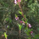Prunus persica (L.) BatschPrunus persica (L.) Batsch