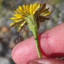 Hypochaeris radicata L.Hypochaeris radicata L.