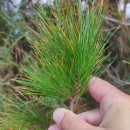 Pinus radiata D. DonPinus radiata D. Don