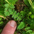 Erodium cicutarium (L.) L'Hér. ex Ait.Erodium cicutarium (L.) L'Hér. ex Ait.