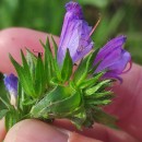 Echium plantagineum L.Echium plantagineum L.