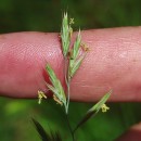 Festuca rivularis Boiss.Festuca rivularis Boiss.